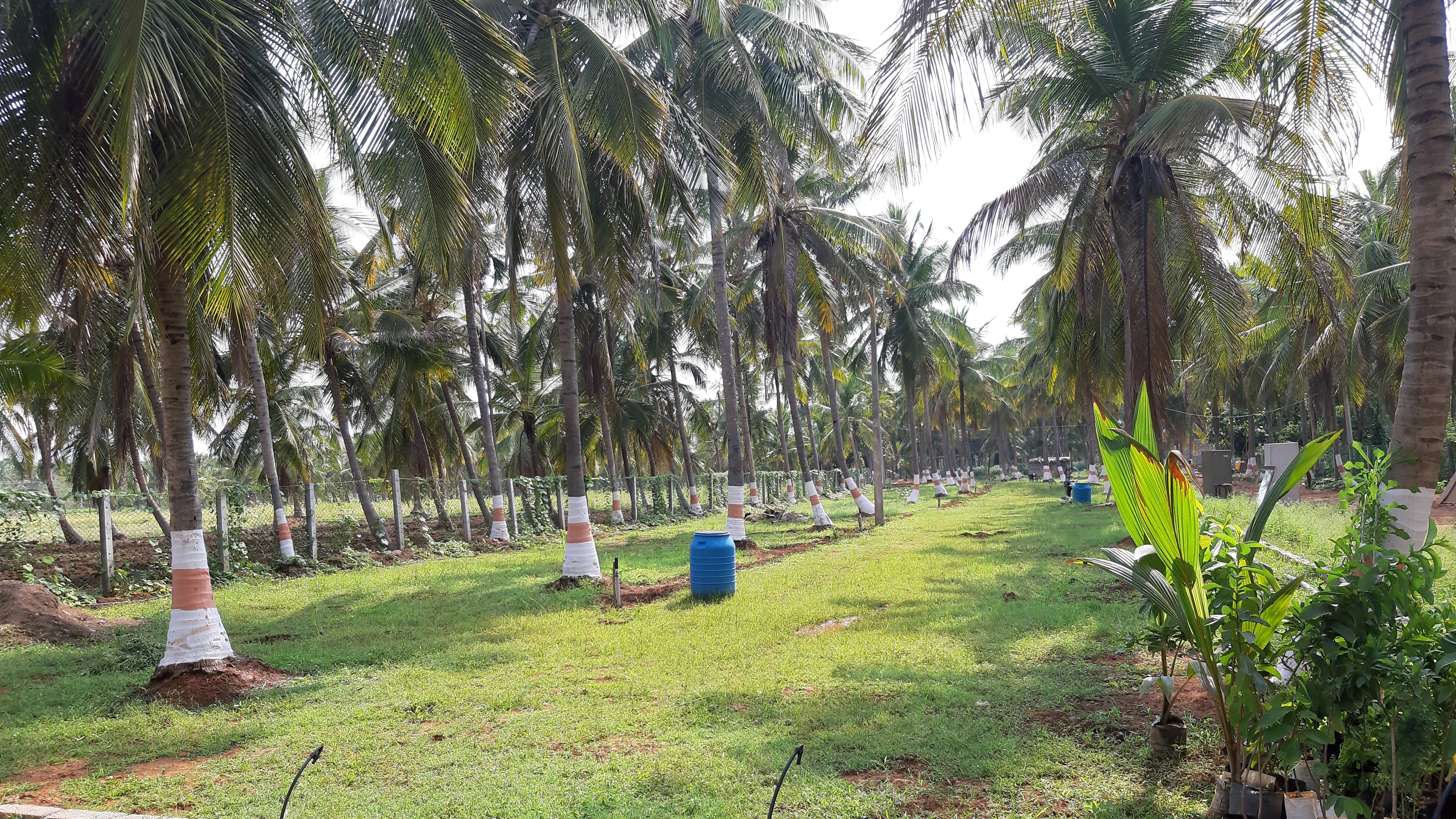 farming details-farm land in india-cultivation of sandalwood-chandan farm-chandan tree farming